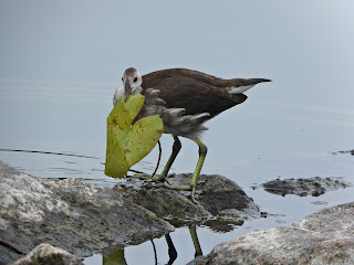 Immature Common Moorhen Throwing a Leaf