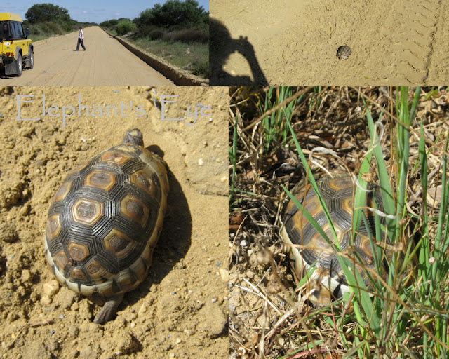 Chersina angulata Bowsprit tortoise