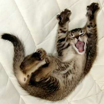  Dp  BBM kucing  lucu  lagi tidur Blog gambar foto kata lucu 