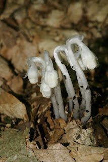 Monotrope uniflore - Monotropa uniflora