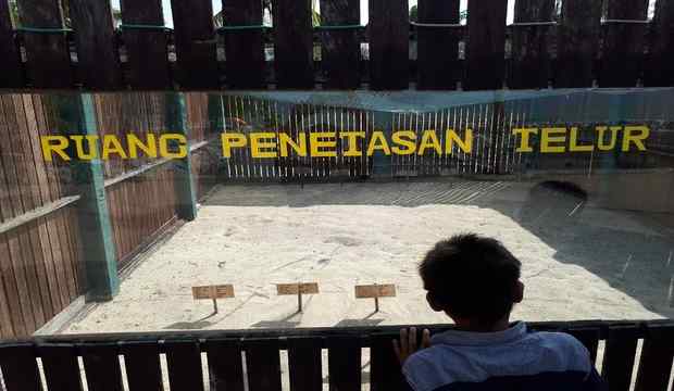 Penetasan Penyu di Tongaci