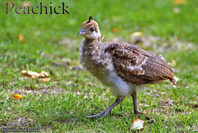 मोर के बारे में 21 रोचक तथ्य || 21 Interesting facts about Peacocks ||