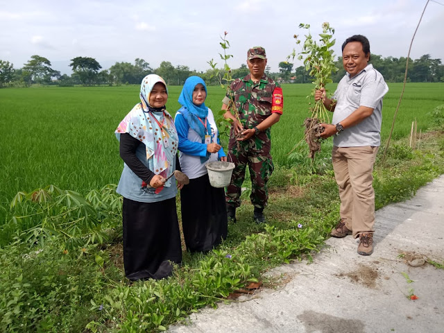 Percantik jalan Desa dan Antisipasi Hama, Babinsa Cawas bersama Pemdes Tirtomarto Tanam Refugia