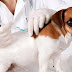 Prefeitura de Guajeru inicia vacinação contra a raiva animal 