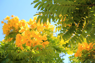 Gold medallion trees in Santa Monica, CA.