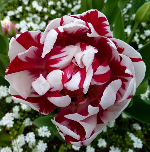 Inspirasi Terbaru Dekorasi Bunga Merah Putih