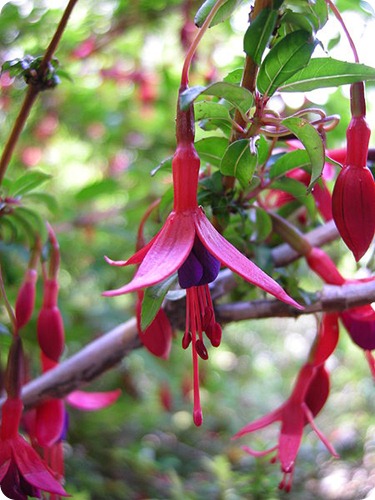 parco nazionale los alerces Fuchsia_magellanica_-_flower_-_01