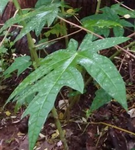 Papaya Leaf Juice for Anti-cancer properties