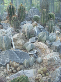 Cactus E Piante Grasse Ottobre 2009