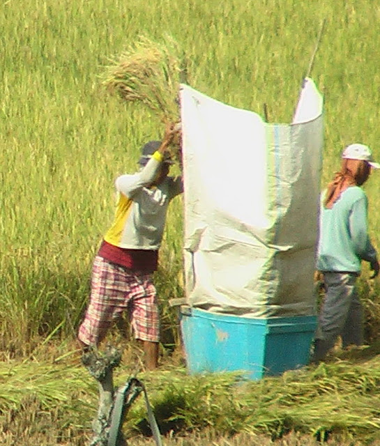 Mengirik Padi di Minangkabau