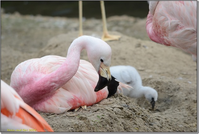 Slimbridge WWT - August