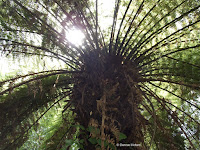 Tree fern top, Te Kainga Marire - New Plymouth, New Zealand