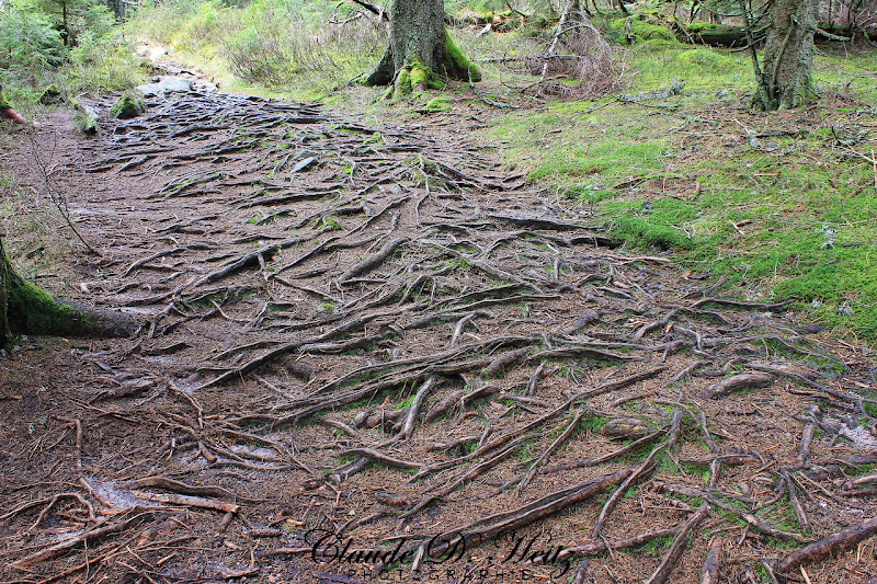 Un tapis de racines