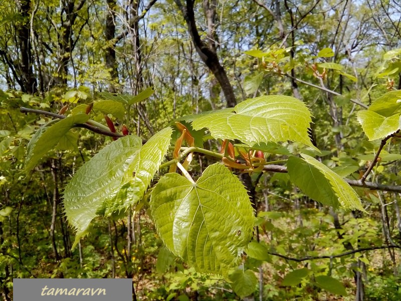 Липа маньчжурская (Tilia mandshurica)