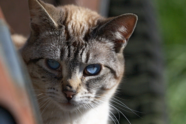 beautiful rescue Siamese cat Fran, closeup blue eyes portrait