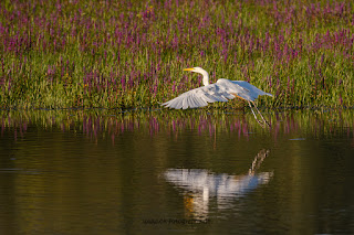 Wildlifefotografie Silberreiher Lippeaue Olaf Kerber