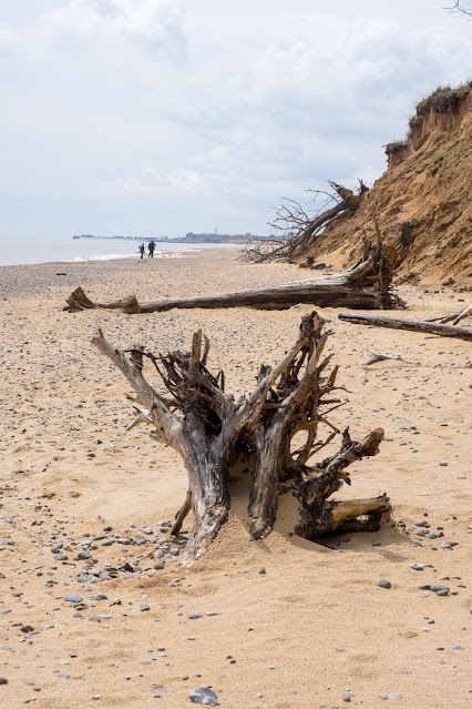 coastal erosion, Covehithe beach, fallen trees