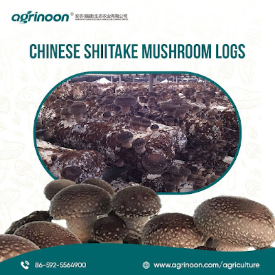 Chinese shiitake logs
