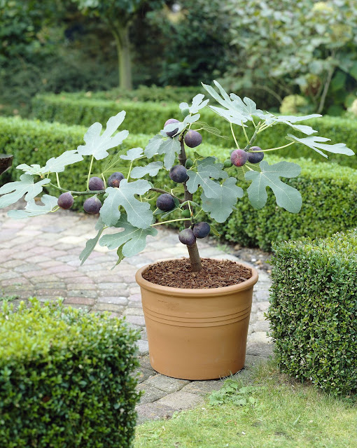 image showing small figs tree planted in a pot