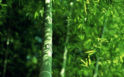 bamboo tree