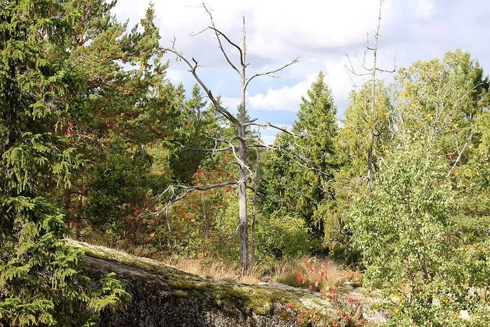 Lövskog md en torkad trädstam i mitten