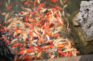 tongli fish frenzy @ shanghaid away