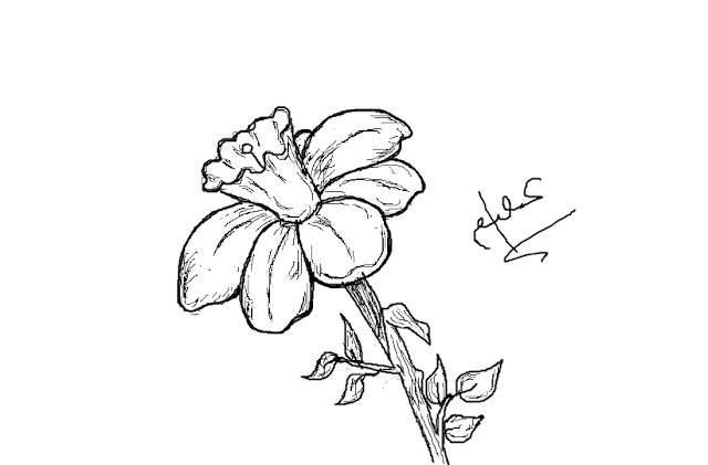 Narcissus Flower Drawing Narcissus flower