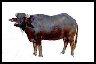 भैंस पर निबंध Essay on Buffalo in Hindi