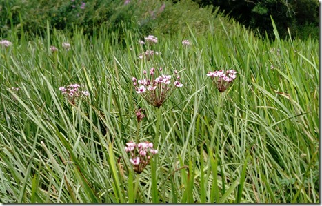 4 flowers in side pond