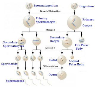 Perbedaan Spermatogenesis dan Oogenesis