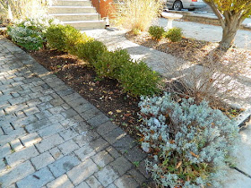 St. Clair West Village Toronto Front Yard Fall Cleanup After by Paul Jung Gardening Services--a Toronto Gardening Services Company