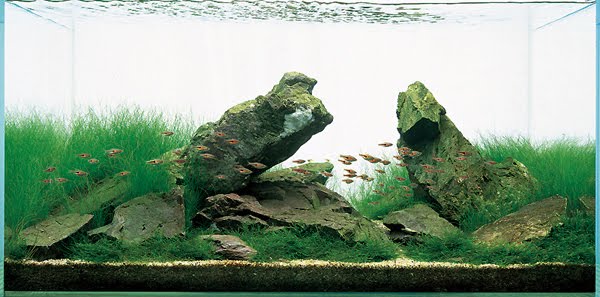 Aqua Technic: Advance Aquascaping