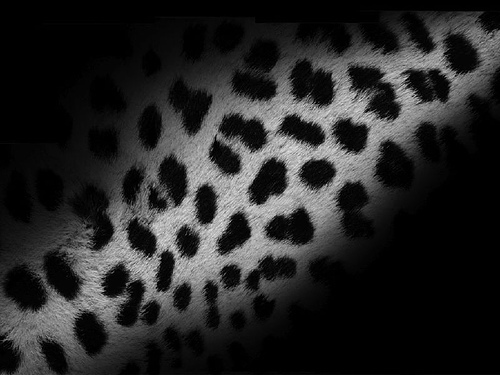 apple leopard wallpaper. wallpapers for mac os x snow