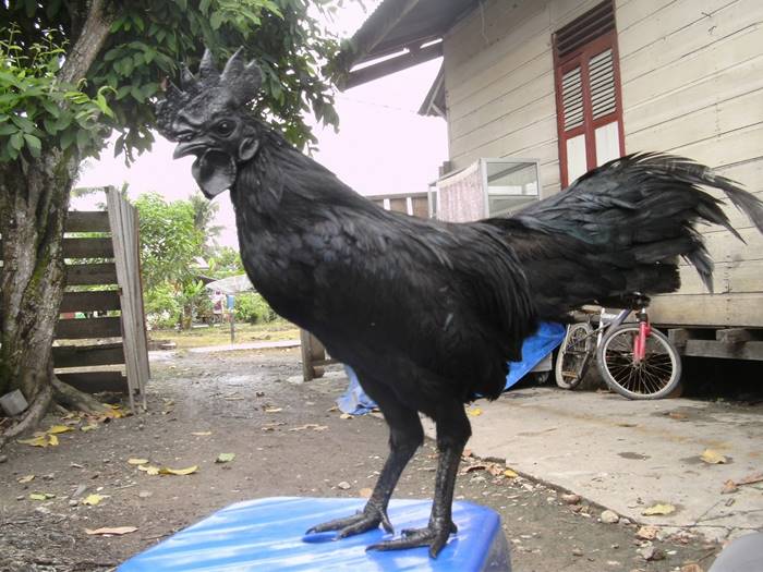 Ayam Cemani, a rare species of chickens from Indonesia