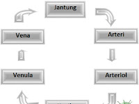 Proses Peredaran Darah