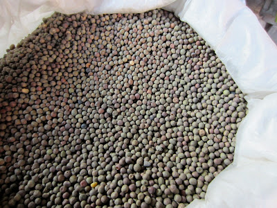 Dried Beans, Lentils, Peas –  (Daal Haru) common in Nepal