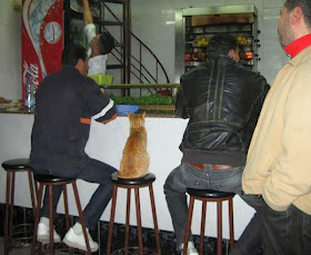 Funny cats - part 86 (40 pics + 10 gifs), cat sits in bar chair