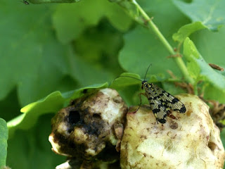 Mouches scorpions - Panorpa sp. - Scorpionflies - Panorpe