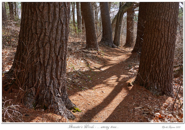 Brewster's Woods: ... among trees...