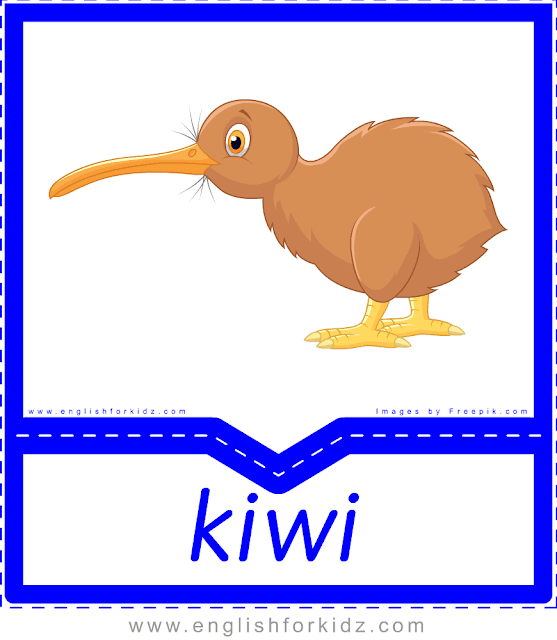 Kiwi - printable Australian animals flashcards for English learners