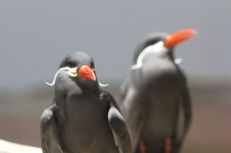 inca-tern-4