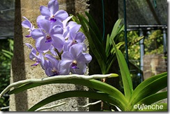 Ascoscenda-x-Vascostylis-Fi