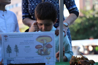 Exposición de la Sociedad Micológica de Barakaldo