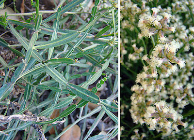 Baccharis articulata