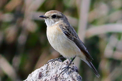 "Perched on a rock at the fringe of the Duck pond is the Siberian Stonechat - Saxicola maurus."