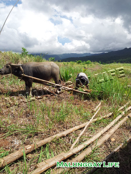 Tagbanwa-with-carabao-sled