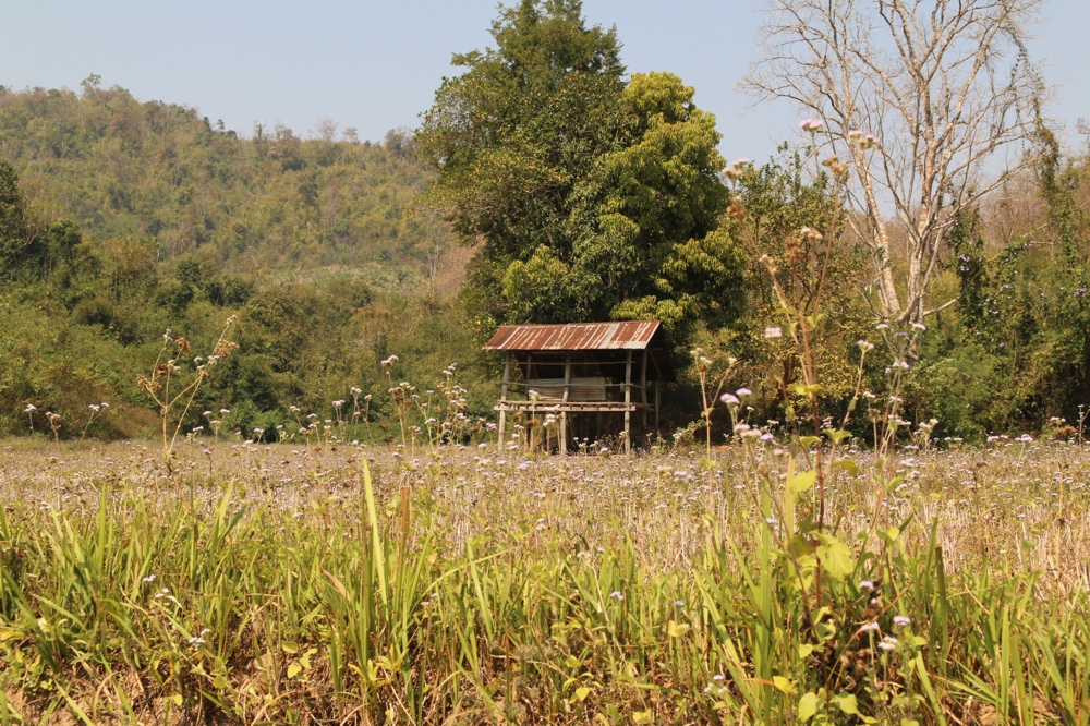 Rice paddies