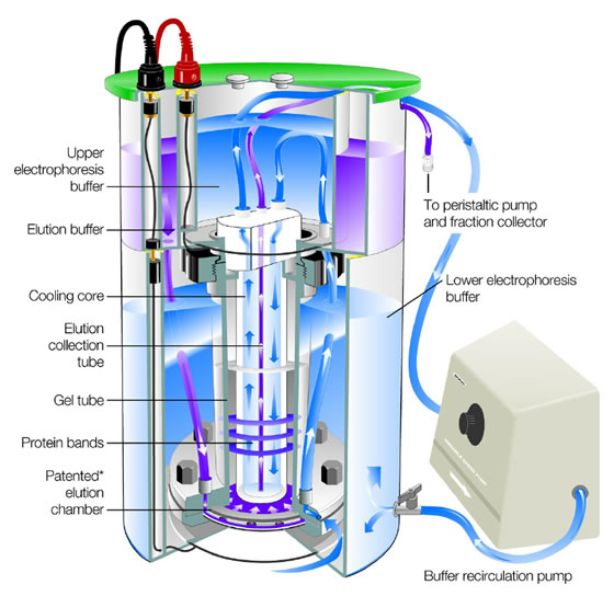 Separation of Proteins