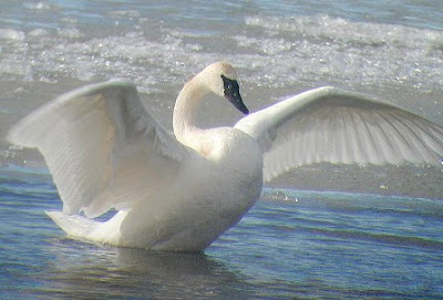 Swan Bird Wallpaper Swan Bird Very Beautiful Image