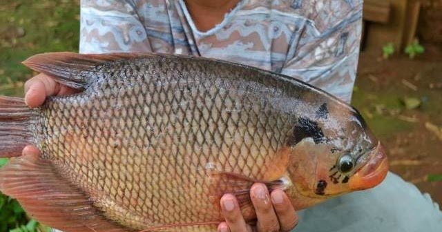 Ketahui Supplier Jual Ikan Gurame Bibit & Konsumsi Palangkaraya, Kalimantan Tengah 2020
